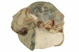 Fossil Horse (Mesohippus) Skull - South Dakota #192034-6